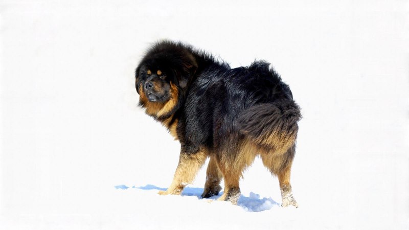 Королевский тибетский мастиф