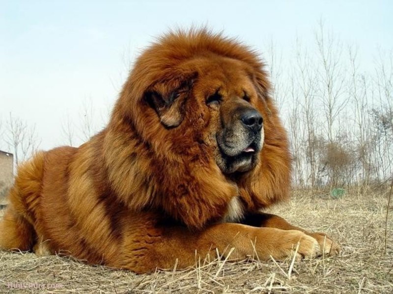 Белый Лев 320×240