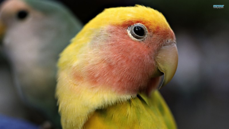 Golden Conure попугай