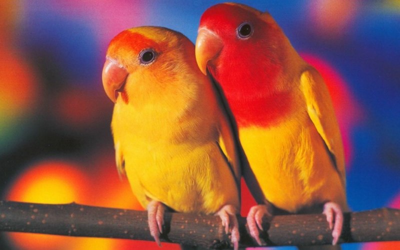 Попугай Macaw