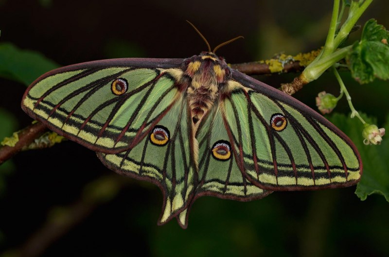 Actias Isabellae