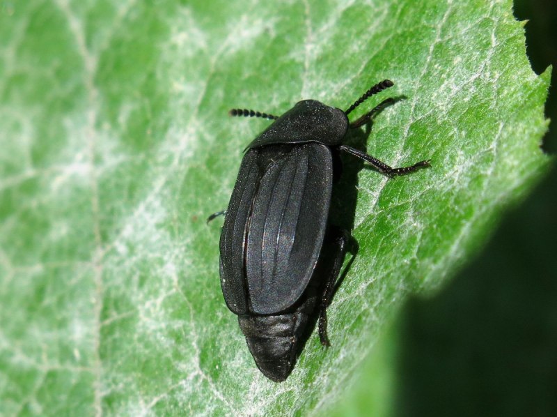 Silpha Obscura Жук