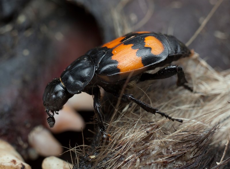 Ablattaria laevigata