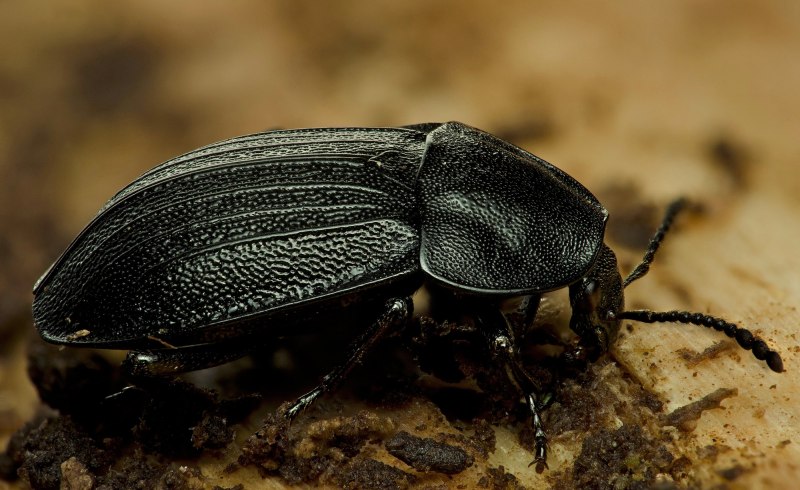 Thanatophilus lapponicus