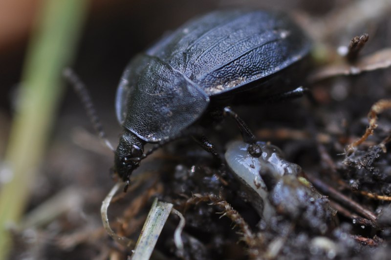 Личинка мертвоеда (Silphidae)