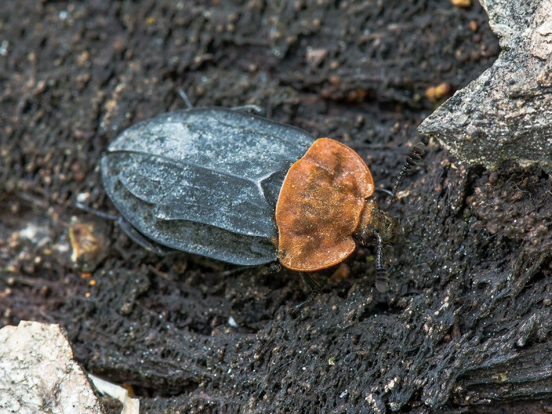 Жук мертвоед Nicrophorus
