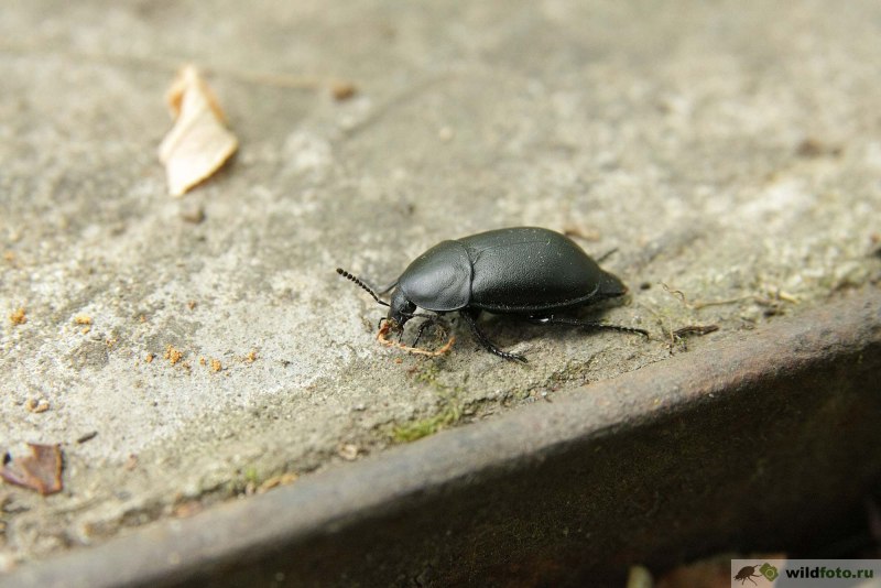 Жук мертвоед Silphidae