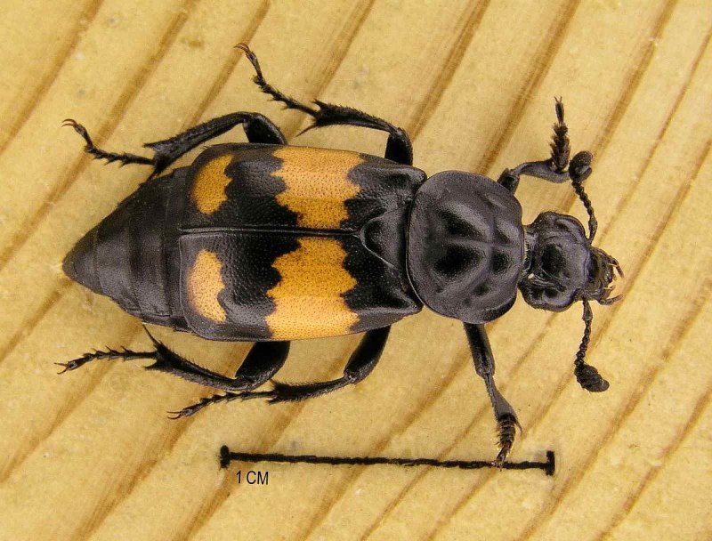 Phosphuga atrata (мертвоед трехреберный) самец