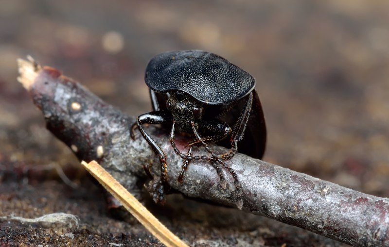 Жук Dorcus parallelipipedus