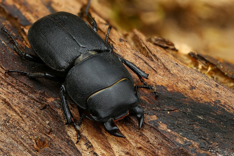 Oiceoptoma thoracicum