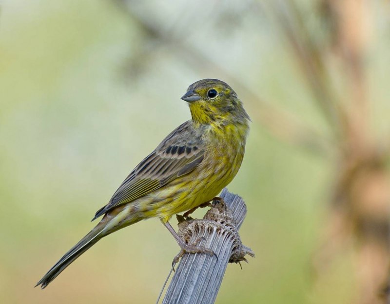 Emberiza citrinella