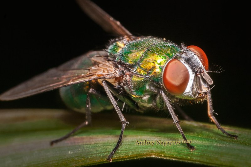 Scathophaga stercoraria