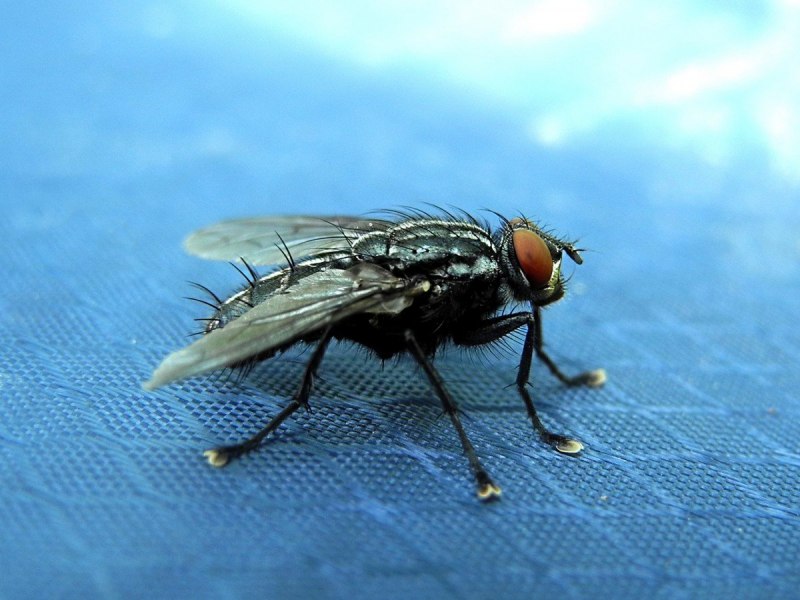 Муха синяя мясная (Calliphora uralensis)