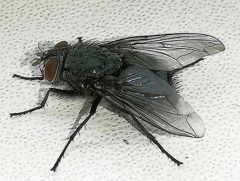Lucilia sericata