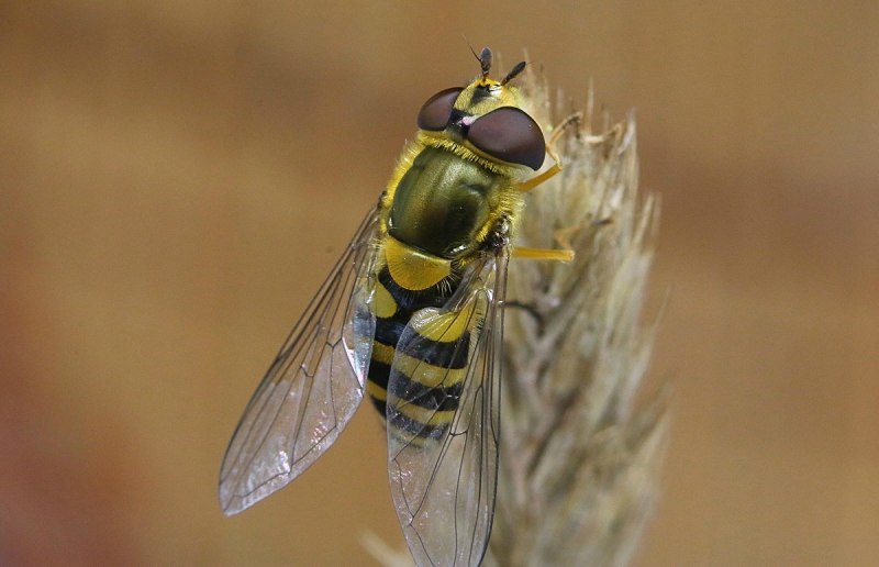 Слепни (Tabanidae)