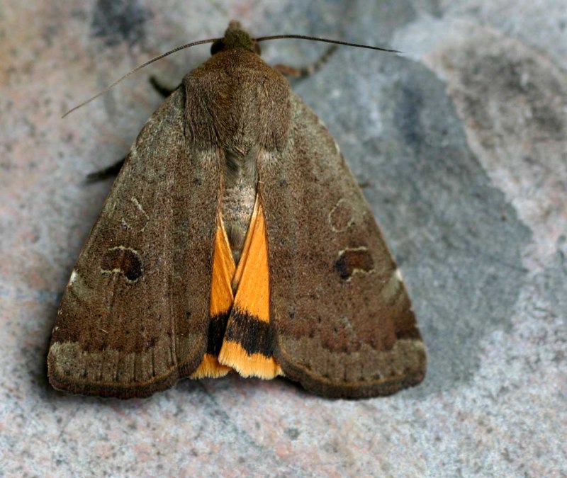 Совка бабочка crambodes talidiformis
