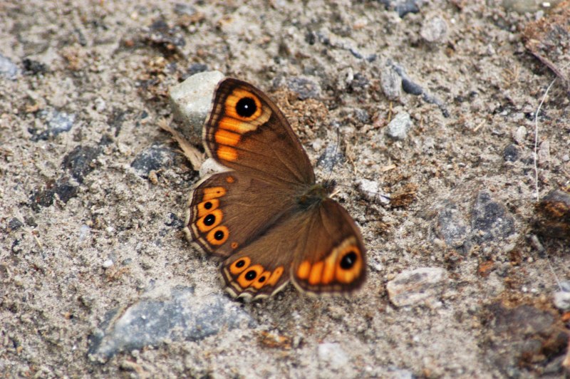 Asterocampa Celtis