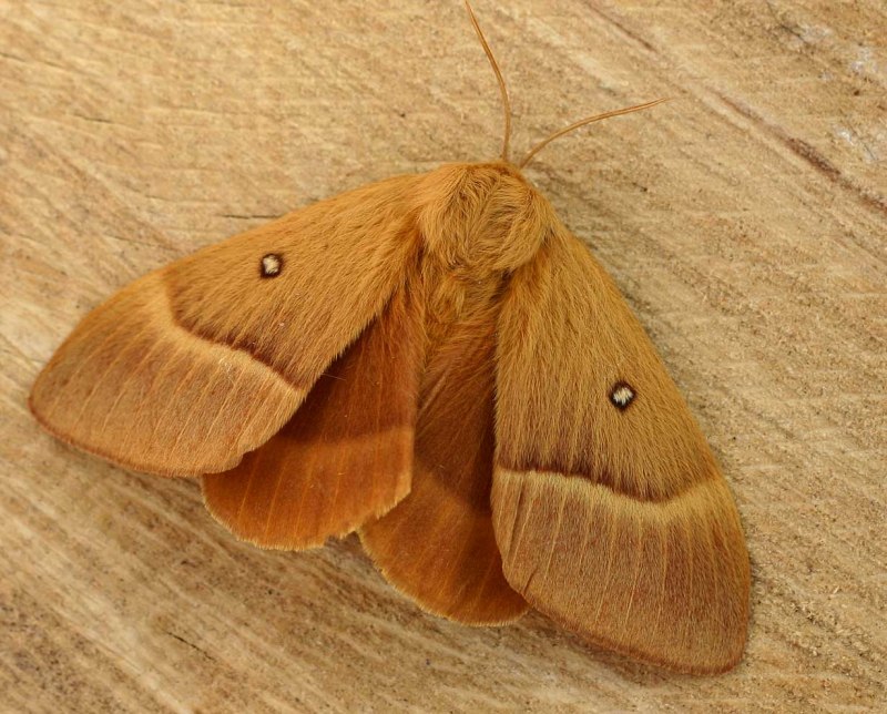 Коконопряд дубовый (Lasiocampa Quercus)