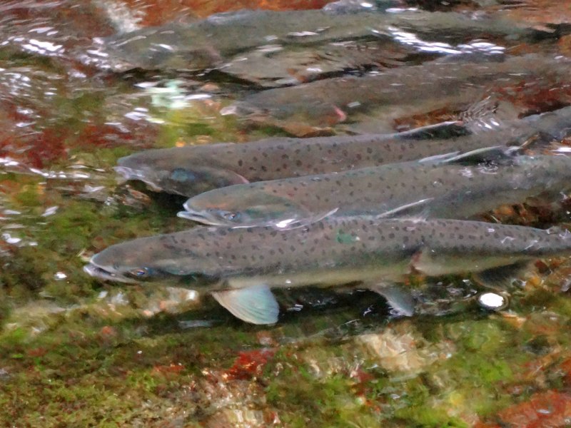 Чавыча Охотское море