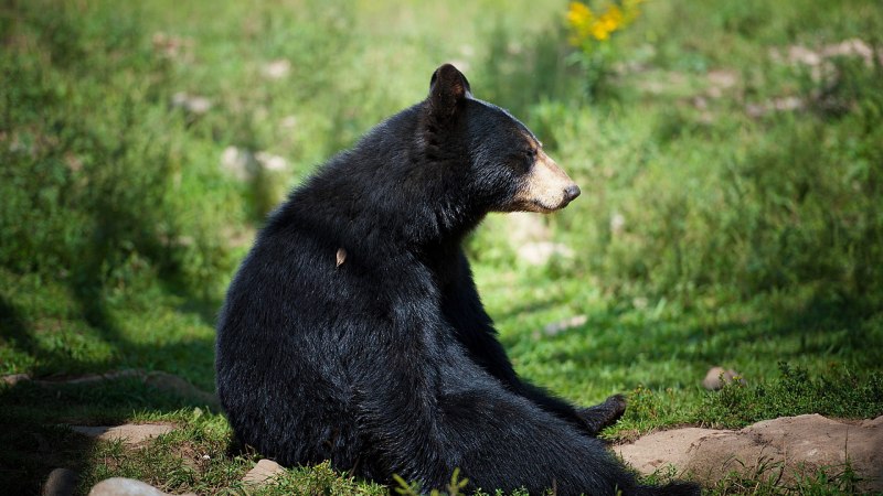 Американский черный медведь (Ursus americanus)