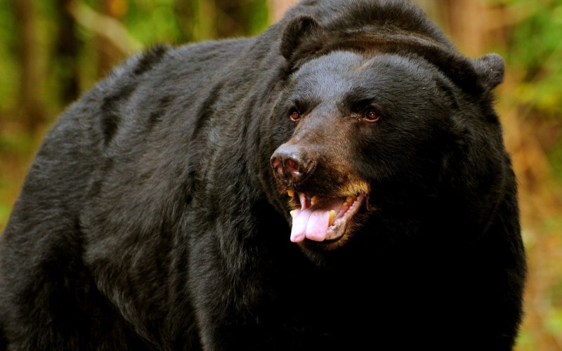 Барибал (Ursus americanus)