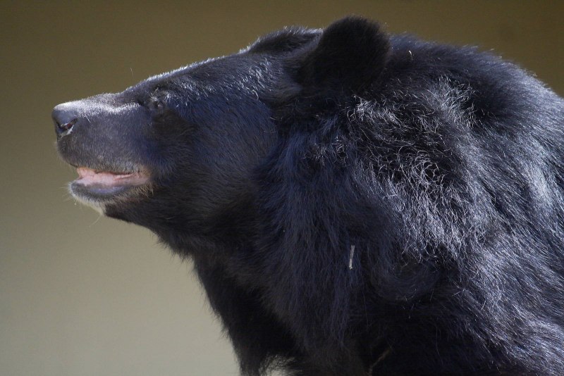 Big Black Bear