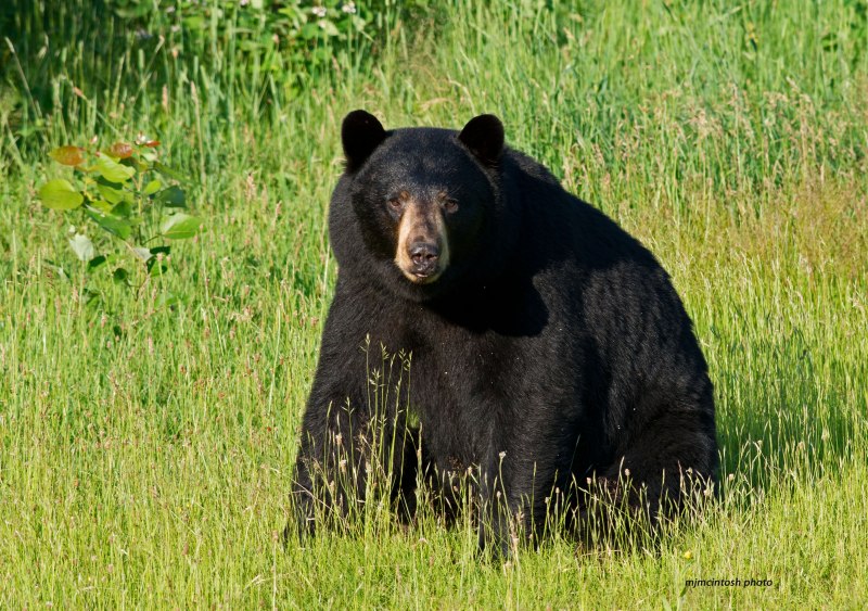 Барибал (Ursus americanus)