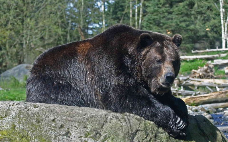 Американский черный медведь (Ursus americanus)