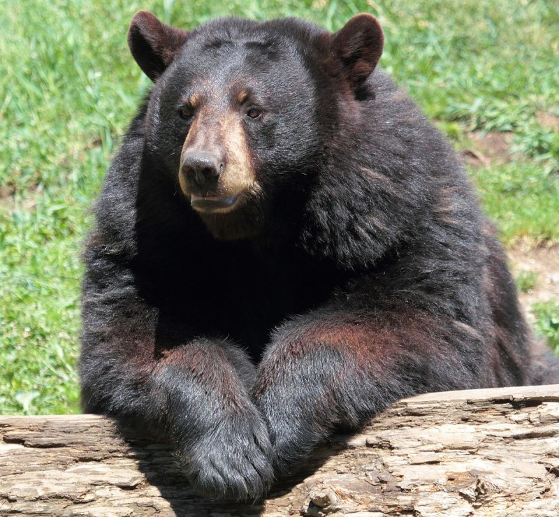 Чёрный медведь - Ursus americanus