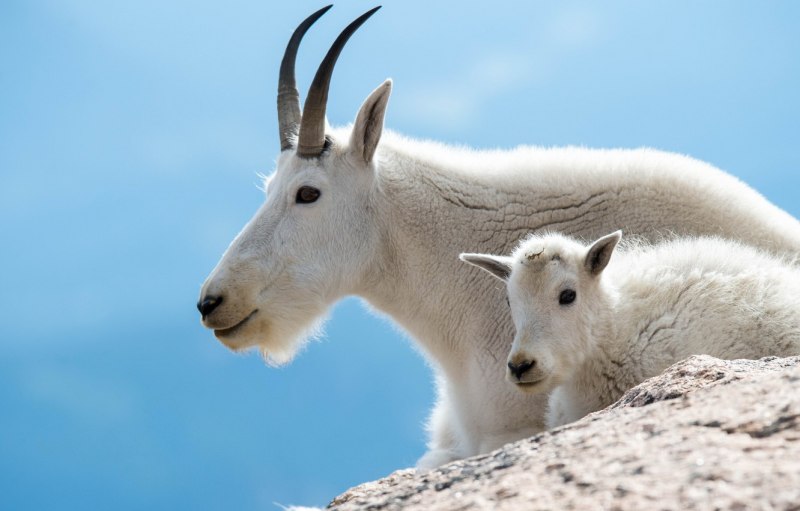 Oreamnos americanus