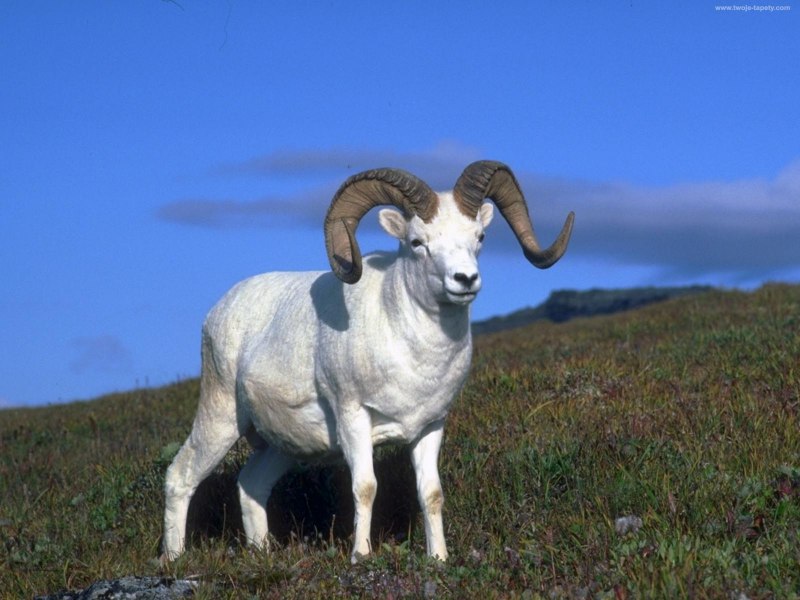 Снежная коза Oreamnos americanus