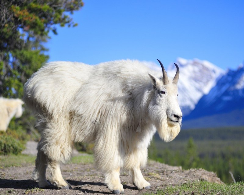 Oreamnos americanus