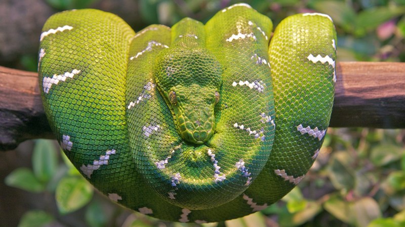 Питон Morelia viridis
