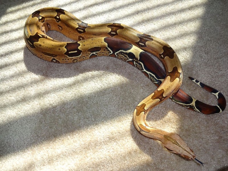Corallus caninus