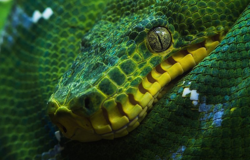Corallus enydris