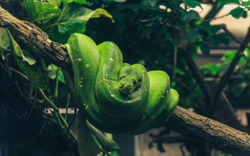 Acrantophis madagascariensis