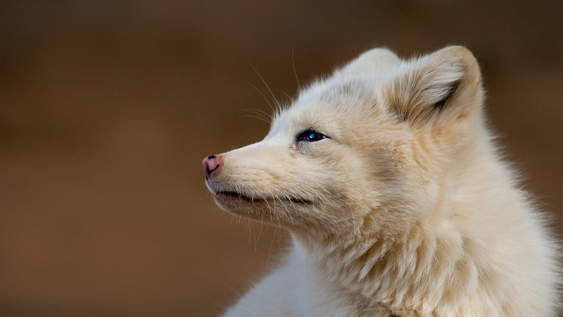 Лисица коликотт