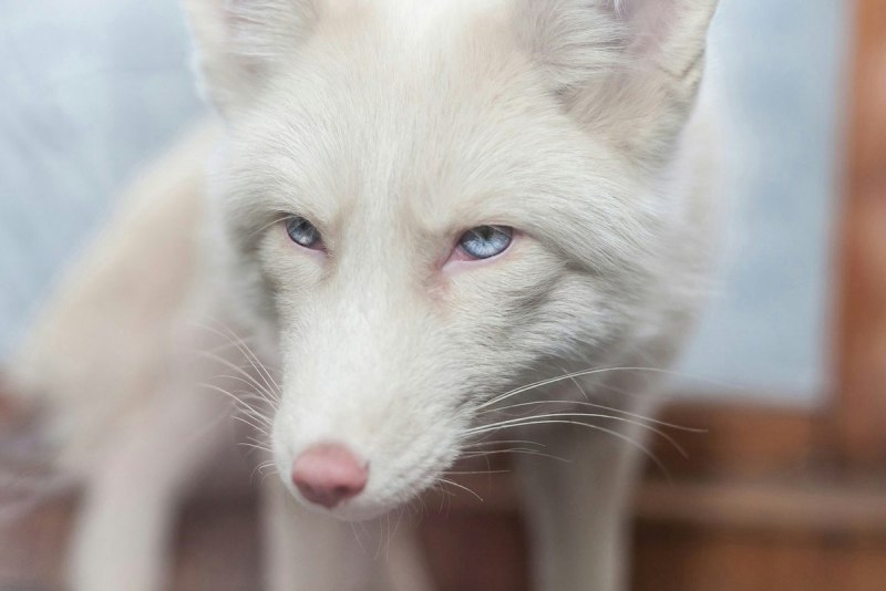Мраморная лиса (Marble Fox)