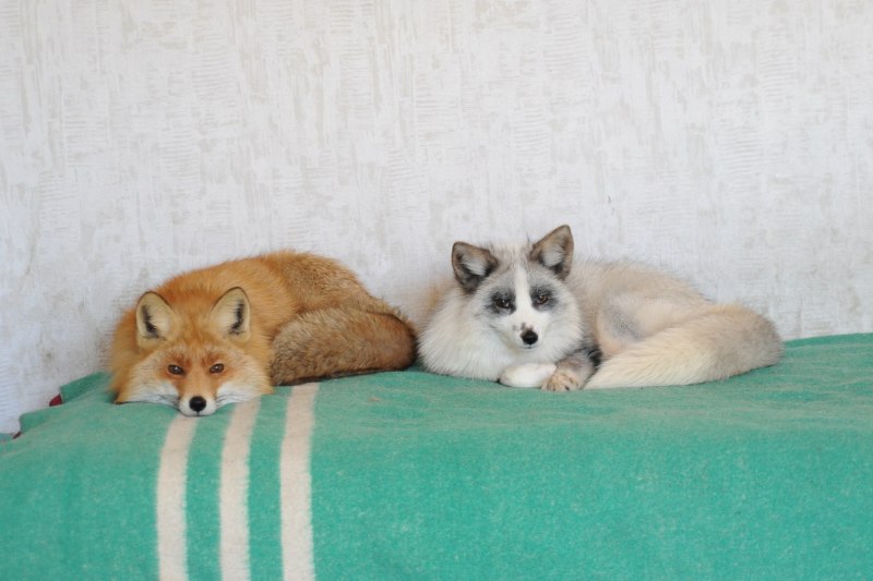 Лиса чернобурка