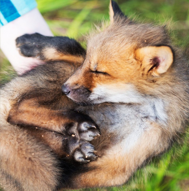 Мраморная лиса (Marble Fox)