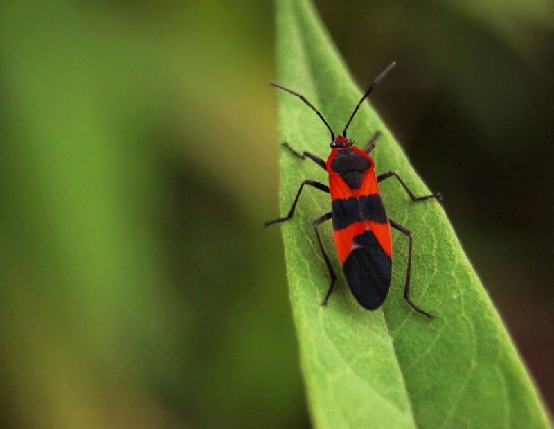 Клоп-солдатик – Pyrrhocoris apterus