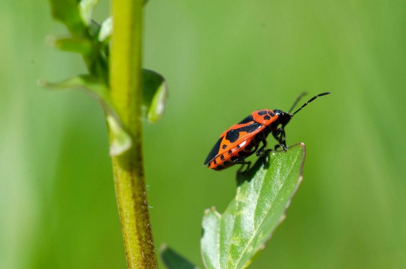 Клоп-солдатик – Pyrrhocoris apterus
