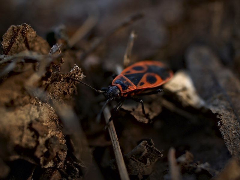 Клоп-солдатик – Pyrrhocoris apterus