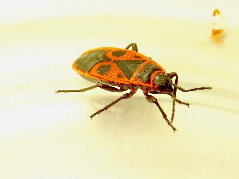 Клоп-солдатик Pyrrhocoris