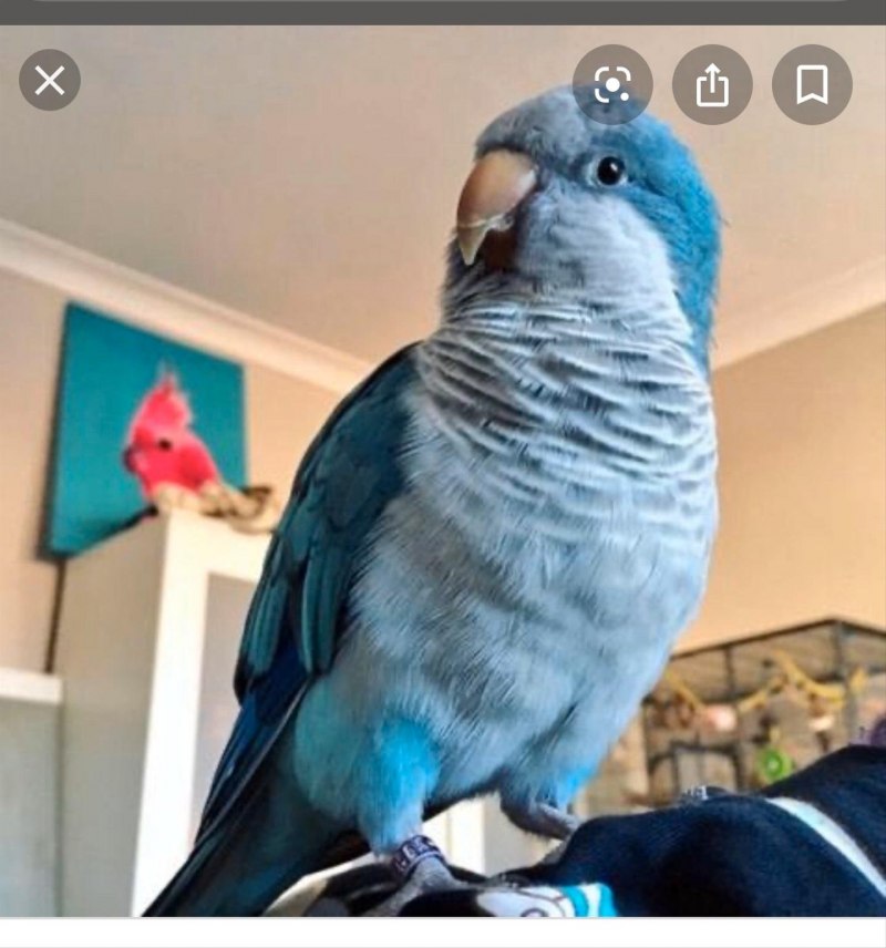 Gershwin, Parakeet