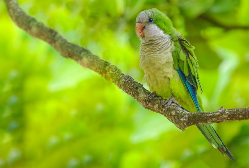 Monk or Quaker Parakeet