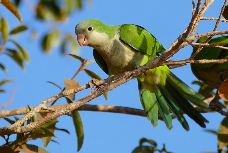 Myiopsitta monachus
