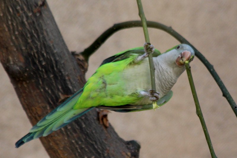 Myiopsitta monachus Cotorra