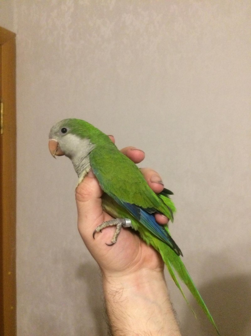 Монах квакер