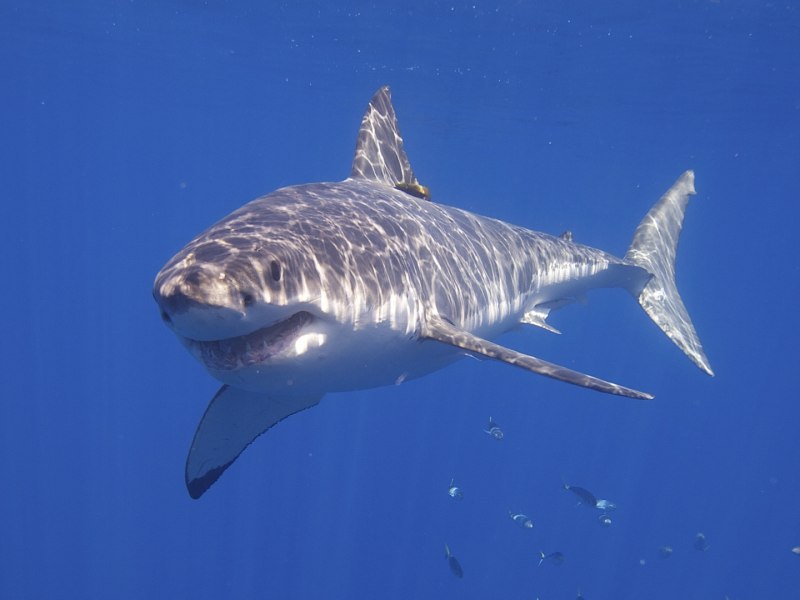 Акула Carcharodon carcharias